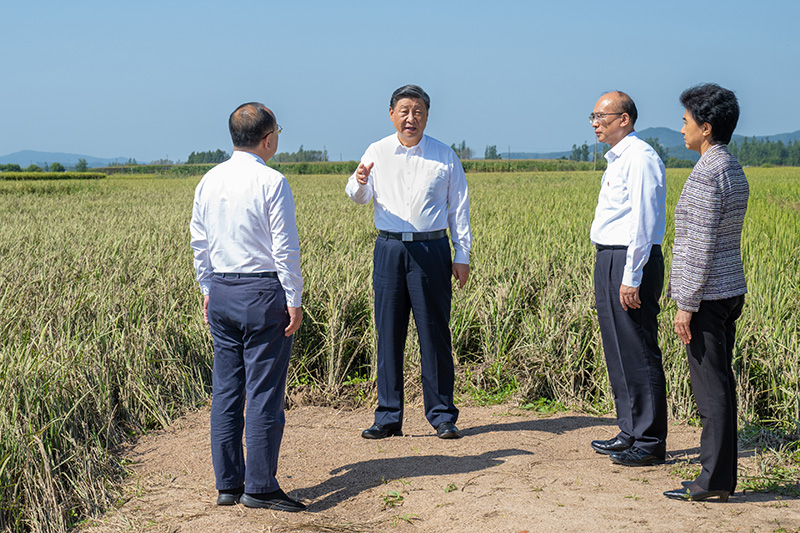 9月6日至8日，中共中央總書記、國家主席、中央軍委主席習(xí)近平在黑龍江考察。這是7日上午，習(xí)近平在遭受洪澇災(zāi)害的哈爾濱尚志市老街基鄉(xiāng)龍王廟村，察看水稻受災(zāi)情況。